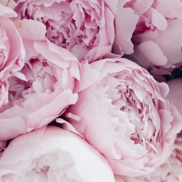 Brazilian Wax Package #1 at Pretty Girls Beauty Studio in Plantation, FL